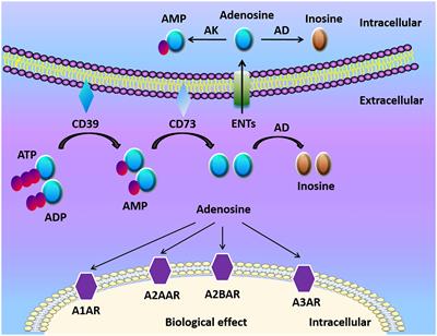 Adenosine at the Interphase of Hypoxia and Inflammation in Lung Injury